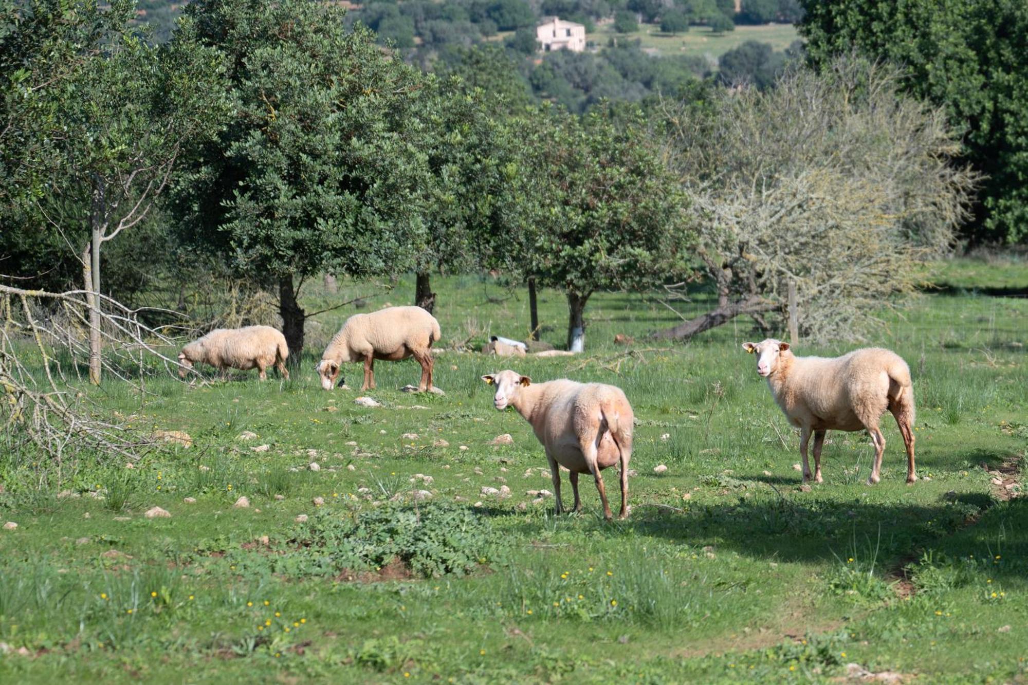 S' Oratge Ferienhaus