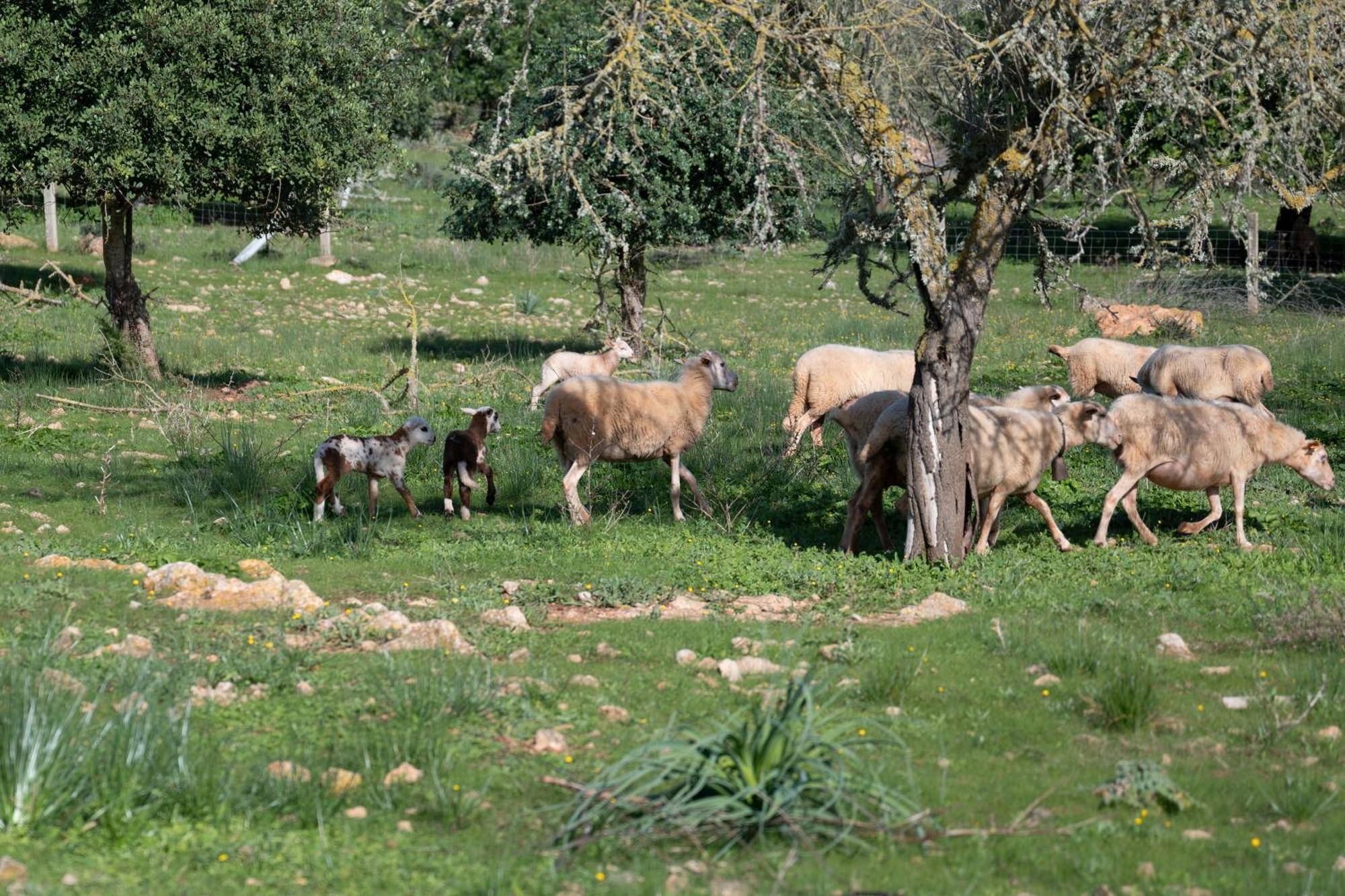 Ferienhaus S' Oratge